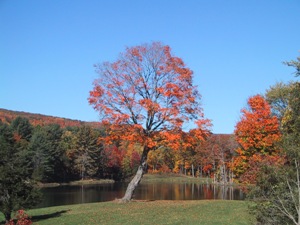 tree photo